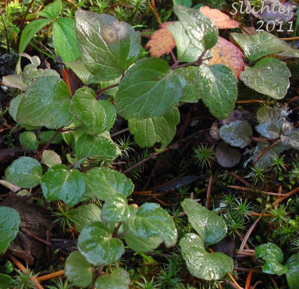 Yerba Buena, Oregon-tea: Clinopodium douglasii (Synonyms: Micromeria chamissonis, Satureja chamissonis, Satureja douglasii)
