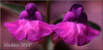 Narrowleaf Skullcap, Narrow-leaf Skullcap, Narrow-leaved Skullcap: Scutellaria angustifolia ssp. angustifolia (Synonyms: Scutellaria angustifolia var. angustifolia, Scutellaria veronicifolia)
