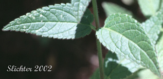 The stem leaves Coast Hedgenettle, Great Betony, Mexican Betony, Mexican Hedgenettle, Mexican Hedge-nettle: Stachys mexicana (Synonyms: Stachys ajugoides, Stachys ajugoides var. rigida, Stachys ciliata, Stachys emersonii)