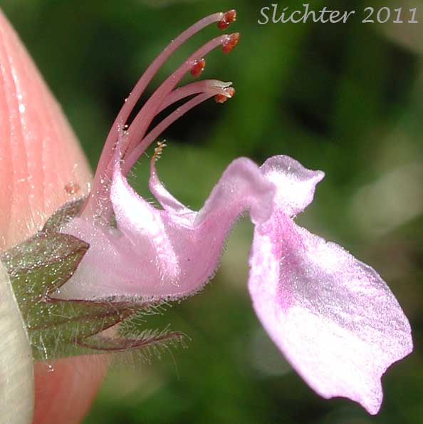 Close-up sideview of the flower of Canada Germander, Germander, Western Germander, Wood Sage: Teucrium canadense var. occidentale (Synonyms: Teucrium boreale, Teucrium canadense ssp. occidentale, Teucrium canadense ssp. viscidum, Teucrium canadense var. boreale, Teucrium occidentale, Teucrium occidentale var. boreale)