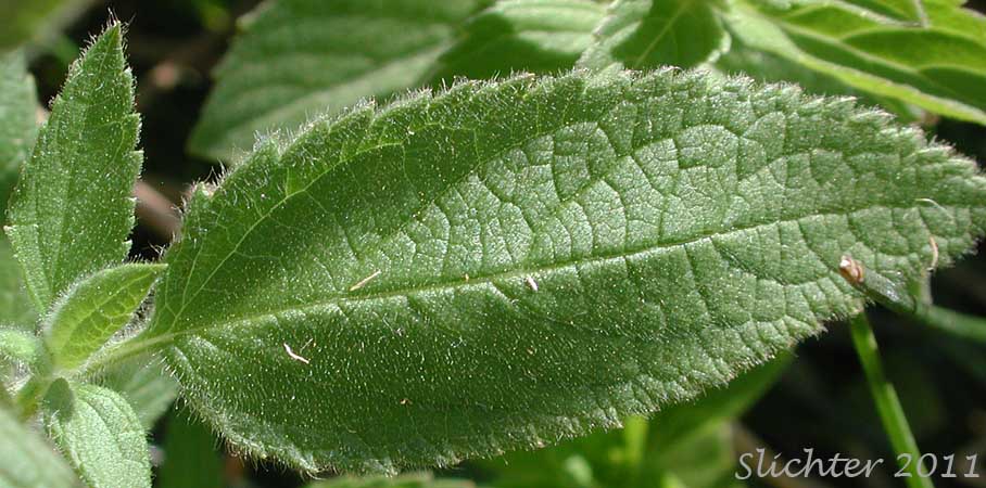 Stem leaf of Canada Germander, Germander, Western Germander, Wood Sage: Teucrium canadense var. occidentale (Synonyms: Teucrium boreale, Teucrium canadense ssp. occidentale, Teucrium canadense ssp. viscidum, Teucrium canadense var. boreale, Teucrium occidentale, Teucrium occidentale var. boreale)