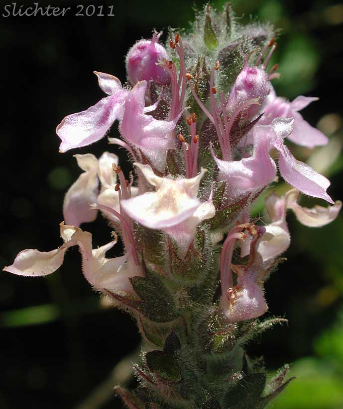 Inflorescence of Canada Germander, Germander, Western Germander, Wood Sage: Teucrium canadense var. occidentale (Synonyms: Teucrium boreale, Teucrium canadense ssp. occidentale, Teucrium canadense ssp. viscidum, Teucrium canadense var. boreale, Teucrium occidentale, Teucrium occidentale var. boreale)