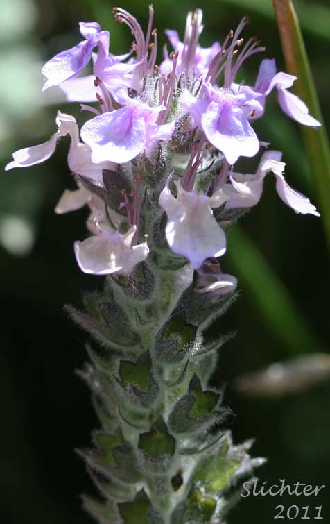 Inflorescence of Canada Germander, Germander, Western Germander, Wood Sage: Teucrium canadense var. occidentale (Synonyms: Teucrium boreale, Teucrium canadense ssp. occidentale, Teucrium canadense ssp. viscidum, Teucrium canadense var. boreale, Teucrium occidentale, Teucrium occidentale var. boreale)