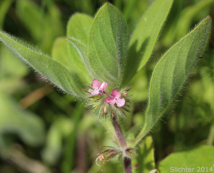 Leaves and axillary flowers of Oblong Bluecurls, Downy Blue Curls, Mountain Bluecurls, Mountain Blue Curls: Trichostema oblongum