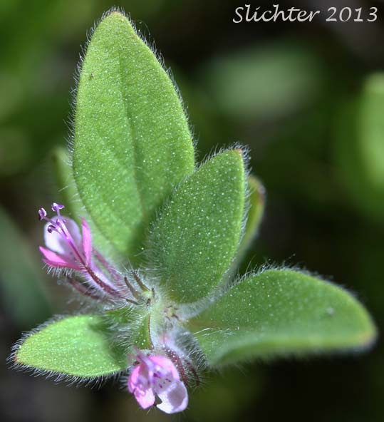 Oblong Bluecurls, Downy Blue Curls, Mountain Bluecurls, Mountain Blue Curls: Trichostema oblongum