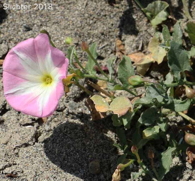 Field Bindweed, Field Morning-glory Convolvulus arvensis (Synonyms: Convolvulus ambigens, Convolvulus incanus, Strophocaulos arvensis)