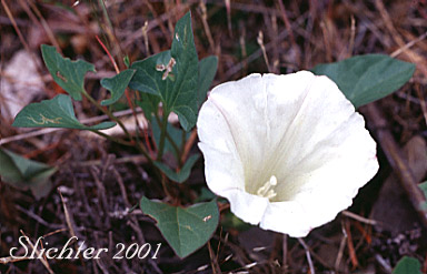 Nightblooming False Bindweed, Night-blooming Bindweed, Night-blooming Morning-glory: Calystegia atriplicifolia ssp. atriplicifolia (Synonym: Convolvulus nyctagineus)