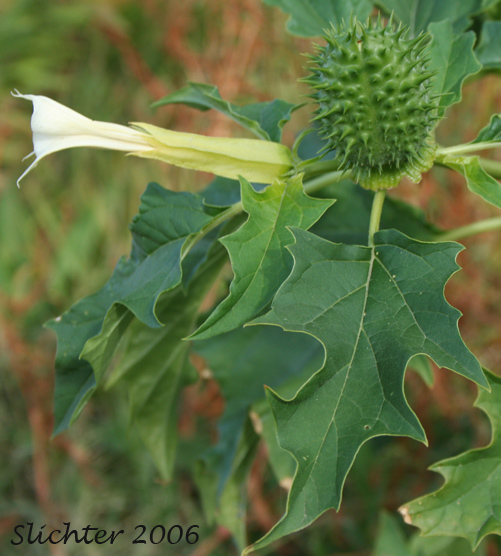 Jimsonweed, Jimson-weed, Thorn-apple, Thorn Apple: Datura stramonium (Synonyms: Datura stramonium var. stramonium, Datura stramonium var. tatula, Datura tatula)
