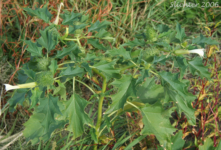 Jimsonweed, Jimson-weed, Thorn-apple, Thorn Apple: Datura stramonium (Synonyms: Datura stramonium var. stramonium, Datura stramonium var. tatula, Datura tatula)