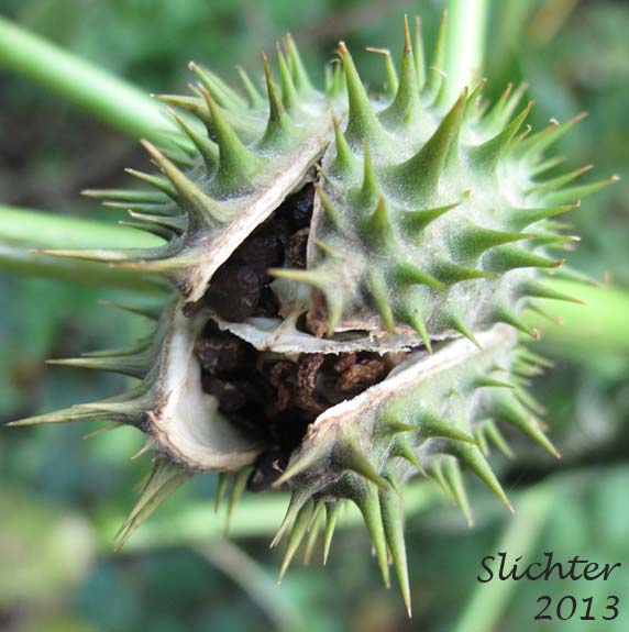 Jimsonweed, Jimson-weed, Thorn-apple, Thorn Apple: Datura stramonium (Synonyms: Datura stramonium var. stramonium, Datura stramonium var. tatula, Datura tatula)