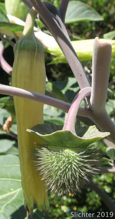 Jimson Weed, Sacred Thorn-apple, Sacred Thorn Apple: Datura wrightii (Synonyms: Datura inoxia ssp. quinquecuspida, Datura metel var. quinquecuspida, Datura meteloides)