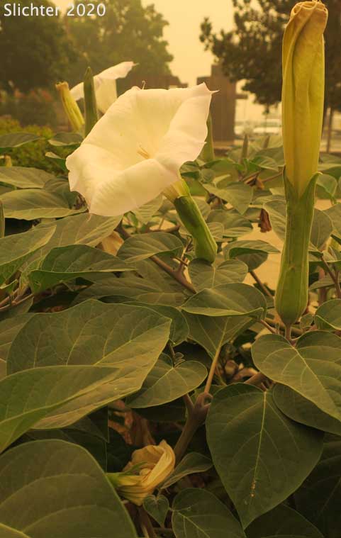 Jimson Weed, Sacred Thorn-apple, Sacred Thorn Apple: Datura wrightii (Synonyms: Datura inoxia ssp. quinquecuspida, Datura metel var. quinquecuspida, Datura meteloides)