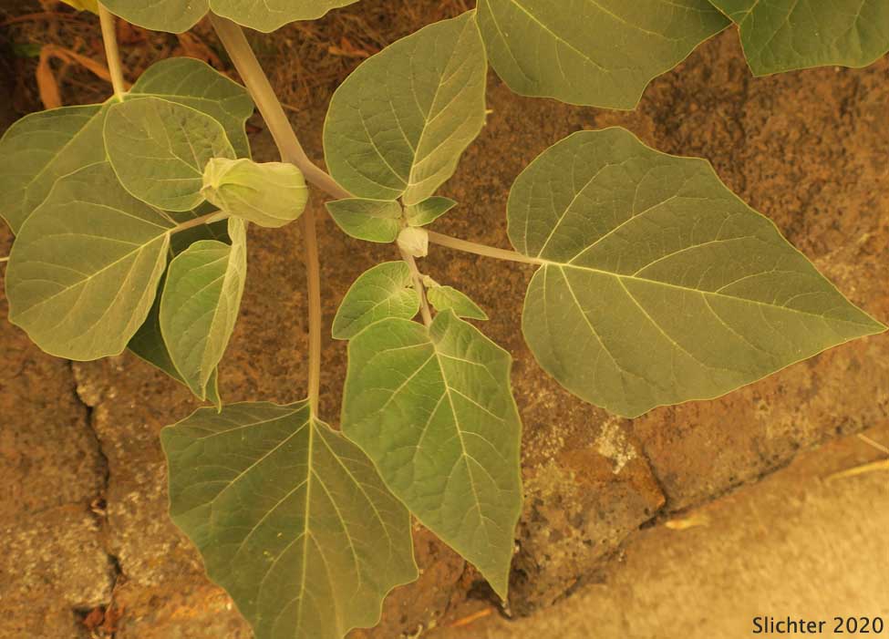 Jimson Weed, Sacred Thorn-apple, Sacred Thorn Apple: Datura wrightii (Synonyms: Datura inoxia ssp. quinquecuspida, Datura metel var. quinquecuspida, Datura meteloides)