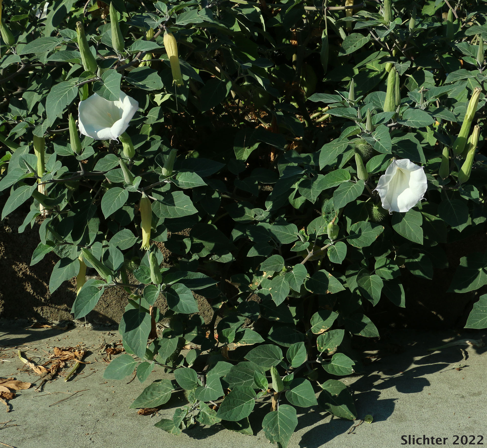 Jimson Weed, Sacred Thorn-apple, Sacred Thorn Apple: Datura wrightii (Synonyms: Datura inoxia ssp. quinquecuspida, Datura metel var. quinquecuspida, Datura meteloides)