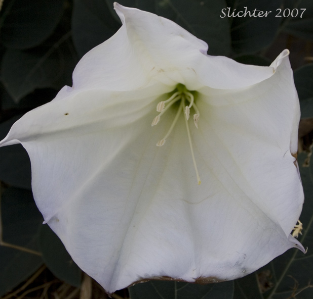 Close-up of the large flower of Jimson Weed, Sacred Thorn-apple, Sacred Thorn Apple: Datura wrightii (Synonyms: Datura inoxia ssp. quinquecuspida, Datura metel var. quinquecuspida, Datura meteloides)