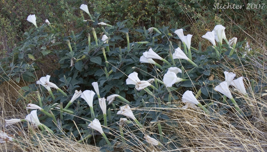 Jimson Weed, Sacred Thorn-apple, Sacred Thorn Apple: Datura wrightii (Synonyms: Datura inoxia ssp. quinquecuspida, Datura metel var. quinquecuspida, Datura meteloides)