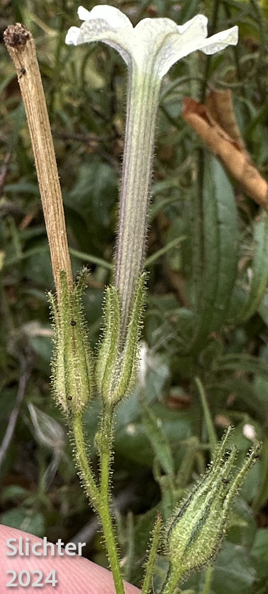 Manyflower Tobacco, Many-flowered Tobacco, Wild Tobacco: Nicotiniana acuminata var. multiflora