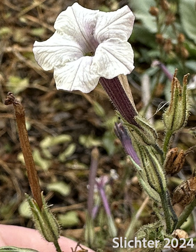 Manyflower Tobacco, Many-flowered Tobacco, Wild Tobacco: Nicotiniana acuminata var. multiflora