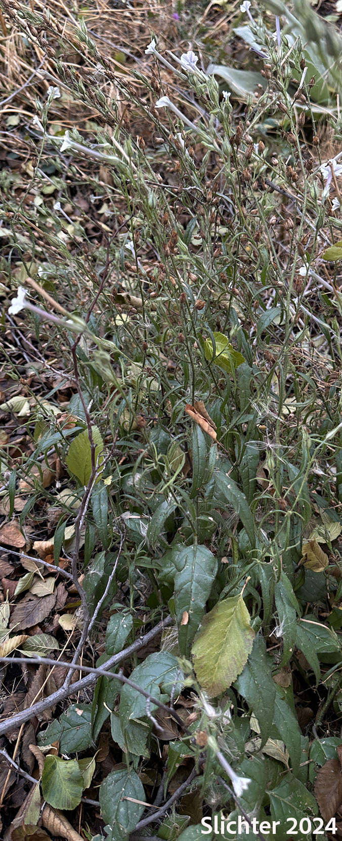 Manyflower Tobacco, Many-flowered Tobacco, Wild Tobacco: Nicotiniana acuminata var. multiflora