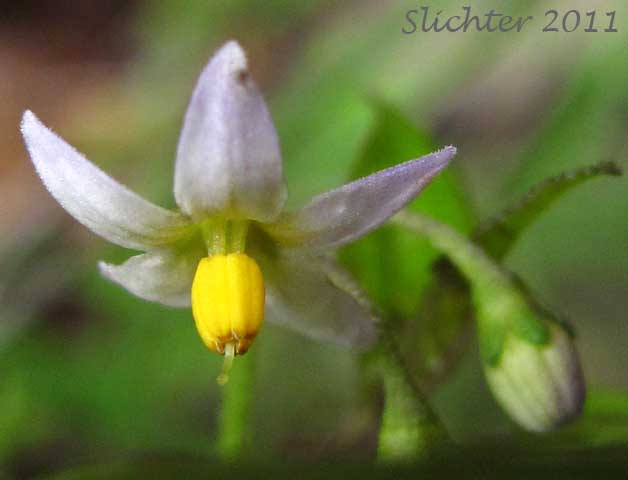 Close-up of a flower of American Black Nightshade, Small-flowered Nightshade: Solanum americanum (Synonyms: Solanum americanum var. nodiflorum, Solanum americanum var. patulum, Solanum caribaeum, Solanum fistulosum, Solanum hermannii, Solanum linnaeanum, Solanum nigrum var. americanum, Solanum nigrum var. virginicum, Solanum nigrum var. virginicum, Solanum nodiflorum, Solanum sodomeum)