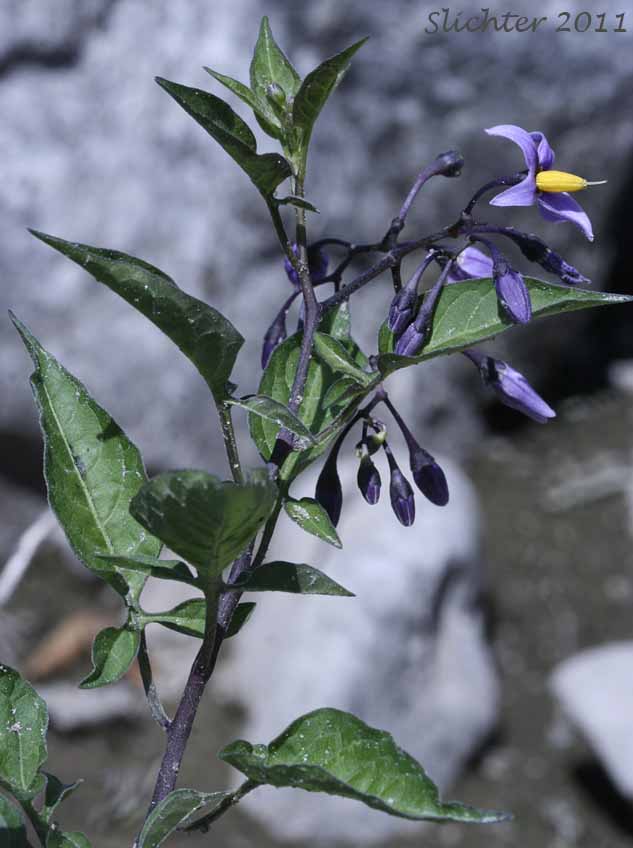Bittersweet, Bittersweet Nightshade, Climbing Nightshade, Felonwort: Solanum dulcamara (Synonym: Solanum dulcamara var. dulcamara)