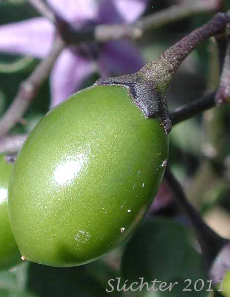 Close-up of a developing fruit of Bittersweet, Bittersweet Nightshade, Climbing Nightshade, Felonwort: Solanum dulcamara (Synonym: Solanum dulcamara var. dulcamara)
