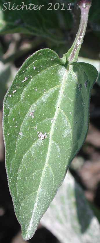 Close-up of a stem leaf of Bittersweet, Bittersweet Nightshade, Climbing Nightshade, Felonwort: Solanum dulcamara (Synonym: Solanum dulcamara var. dulcamara)
