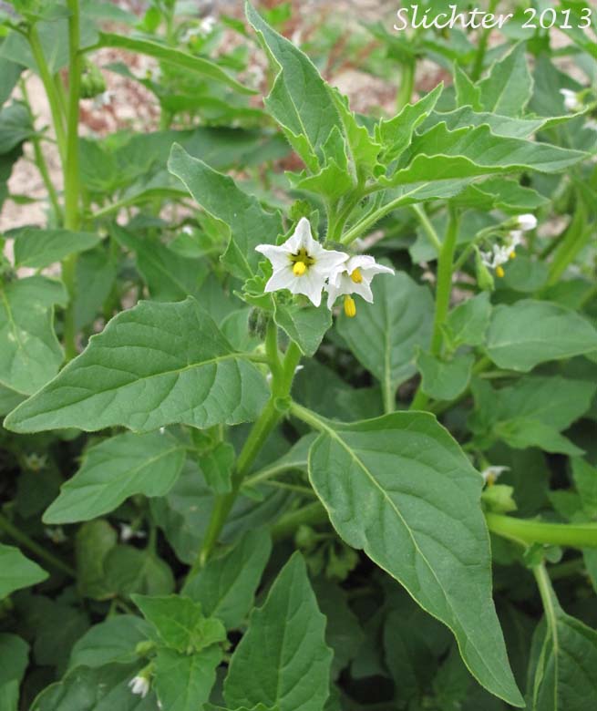 Ground-cherry Nightshade, Hairy Nightshade, Hoe Nightshade: Solanum physalifolium (Synonyms: Solanum physalifolium var. nitidibaccatum, Solanum sarrachoides, Solanum villosum)