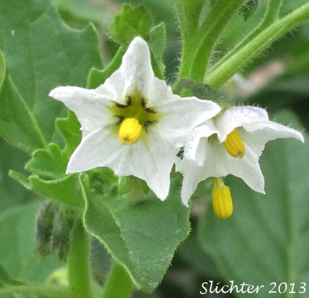 Flowers of Ground-cherry Nightshade, Hairy Nightshade, Hoe Nightshade: Solanum physalifolium (Synonyms: Solanum physalifolium var. nitidibaccatum, Solanum sarrachoides, Solanum villosum)