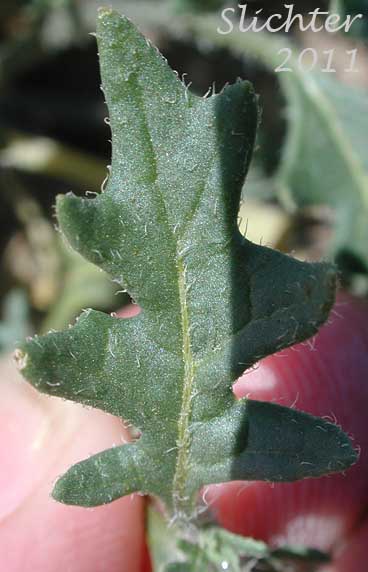 Stem leaf of Cutleaf Nightshade, Cut-leaf Nightshade, Cut-leaved Nightshade: Solanum triflorum