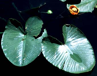 Rocky Mountain Pond-lily, Spatterdock, Wakas, Yellow Pond Lily, Yellow Water-lily: Nuphar polysepala (Synonyms: Nuphar lutea, Nuphar lutea ssp. polysepala, Nuphar polysepalum, Nymphaea polysepala, Nymphozanthus polysepalus)