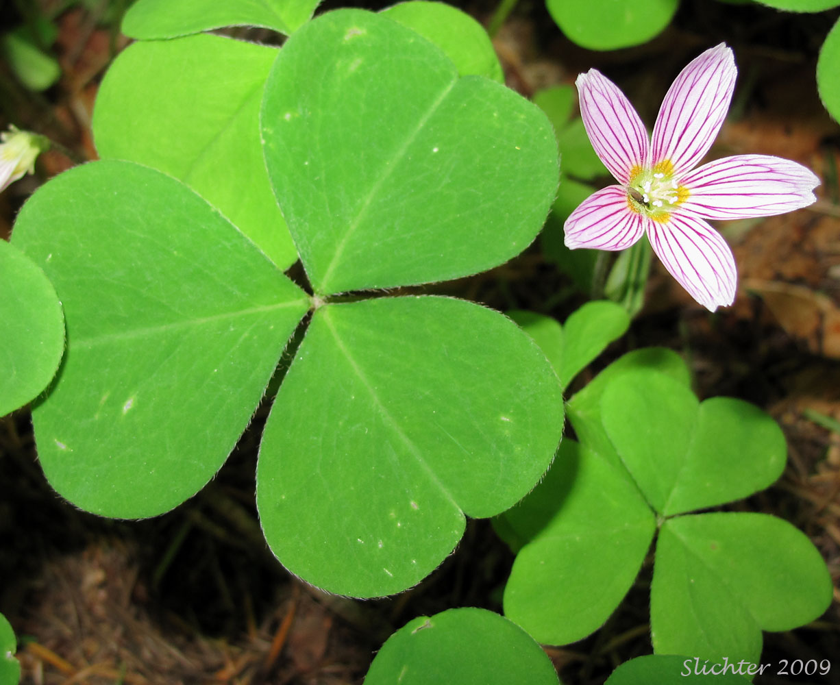 Oregon Wood Sorrel, Oregon Wood-sorrel, Redwood Sorrel, Redwood-sorrel, Sour Grass, Western Wood-sorrel: Oxalis oregana (Synonyms: Oxalis oregana var. oregana, Oxalis oregana var. smallii)