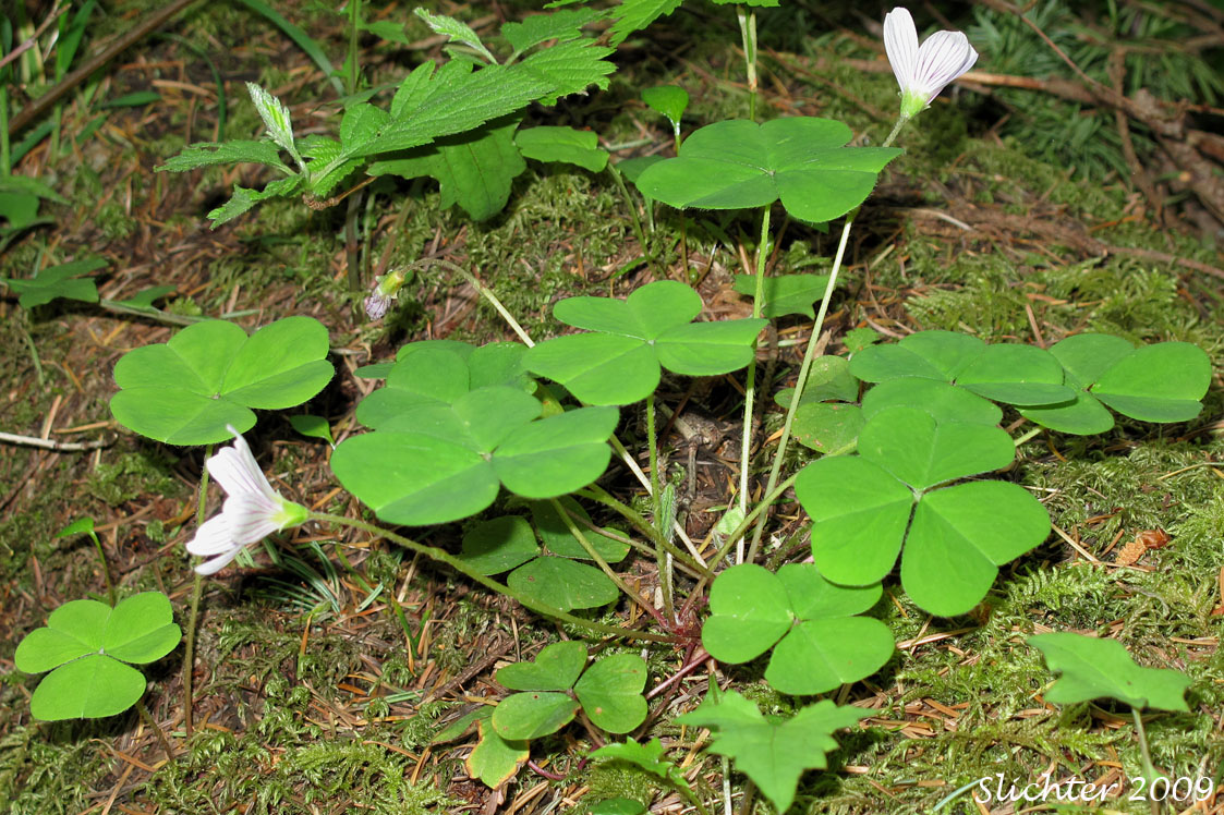 Oregon Wood Sorrel, Oregon Wood-sorrel, Redwood Sorrel, Redwood-sorrel, Sour Grass, Western Wood-sorrel: Oxalis oregana (Synonyms: Oxalis oregana var. oregana, Oxalis oregana var. smallii)