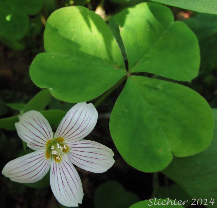 Oregon Wood Sorrel, Oregon Wood-sorrel, Redwood Sorrel, Redwood-sorrel, Sour Grass, Western Wood-sorrel: Oxalis oregana (Synonyms: Oxalis acetosella ssp. oregana, Oxalis oregana var. oregana, Oxalis oregana var. smallii)