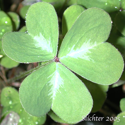 Trifoliate leaf of Oregon Wood Sorrel, Oregon Wood-sorrel, Redwood Sorrel, Redwood-sorrel, Sour Grass, Western Wood-sorrel: Oxalis oregana (Synonyms: Oxalis oregana var. oregana, Oxalis oregana var. smallii)