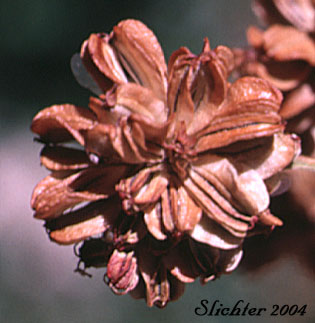 Fruits of Lyall's Angelica, Sharptooth Angelica, Sharp-tooth Angelica, Shining Angelica: Angelica arguta (Synonyms: Angelica lyallii, Angelica piperi)