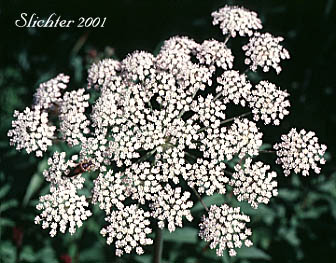 Inflorescence of Kneeling Angelica: Angelica genuflexa