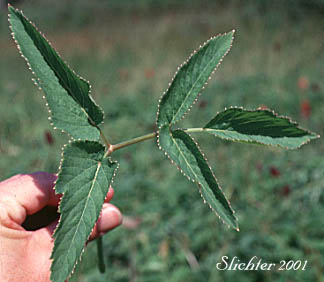 Leaf of Kneeling Angelica: Angelica genuflexa