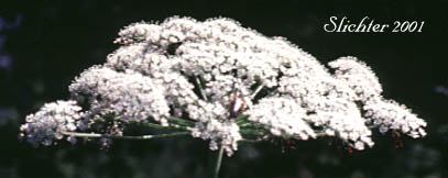Sideview of an umbel of Kneeling Angelica: Angelica genuflexa