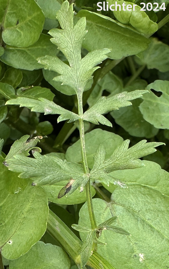 Stem leaf of Cutleaf Waterparsnip, Cutleaf Water Parsnip, Cut-leaf Water-parsnip, Stalky Berula: Berula erecta