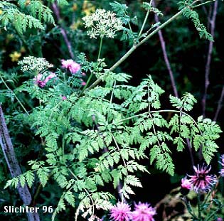 Poison Hemlock: Conium maculatum