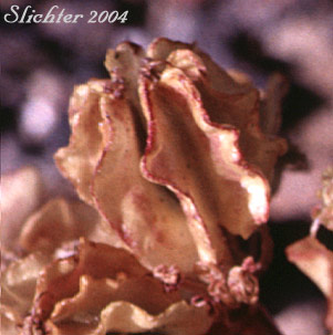 Wrinkled fruit of Fennel Cymopteris, Indian-parsnip: Cymopterus terebinthinus var. foeniculaceus (Synonym: Pteryxia terebinthina var. foeniculacea)