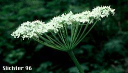 Umbel of Cow Parsnip: Heracleum maximum (Synonym: Heracleum lanatum)