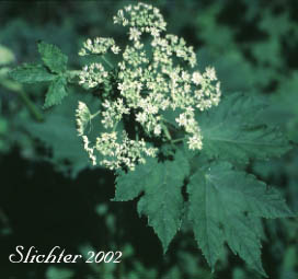 Cow Parsnip: Heracleum maximum (Synonym: Heracleum lanatum)