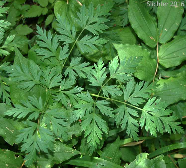 Leaf of Celeryleaf Licorice-root, Celery-leaf Licorice-root, Celery-leaf Wild Lovage, Celery-leaved Licorice-root, Celery-leaved Lovage, Parsley-leaf Lovage, Parsley-leaf Wild Lovage, Parsley-leaved Lovage: Ligusticum apiifolium (Synonym: Cynapium apiifolium)