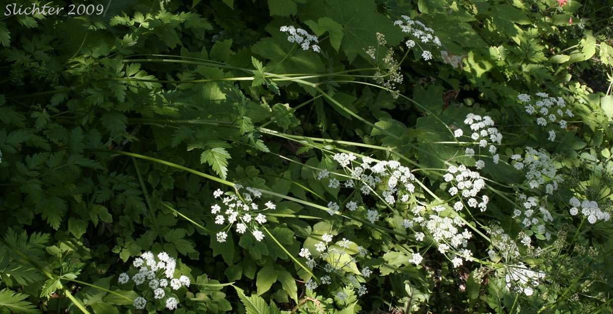 Celeryleaf Licorice-root, Celery-leaf Licorice-root, Celery-leaf Wild Lovage, Celery-leaved Licorice-root, Celery-leaved Lovage, Parsley-leaf Lovage, Parsley-leaf Wild Lovage, Parsley-leaved Lovage: Ligusticum apiifolium (Synonym: Cynapium apiifolium)