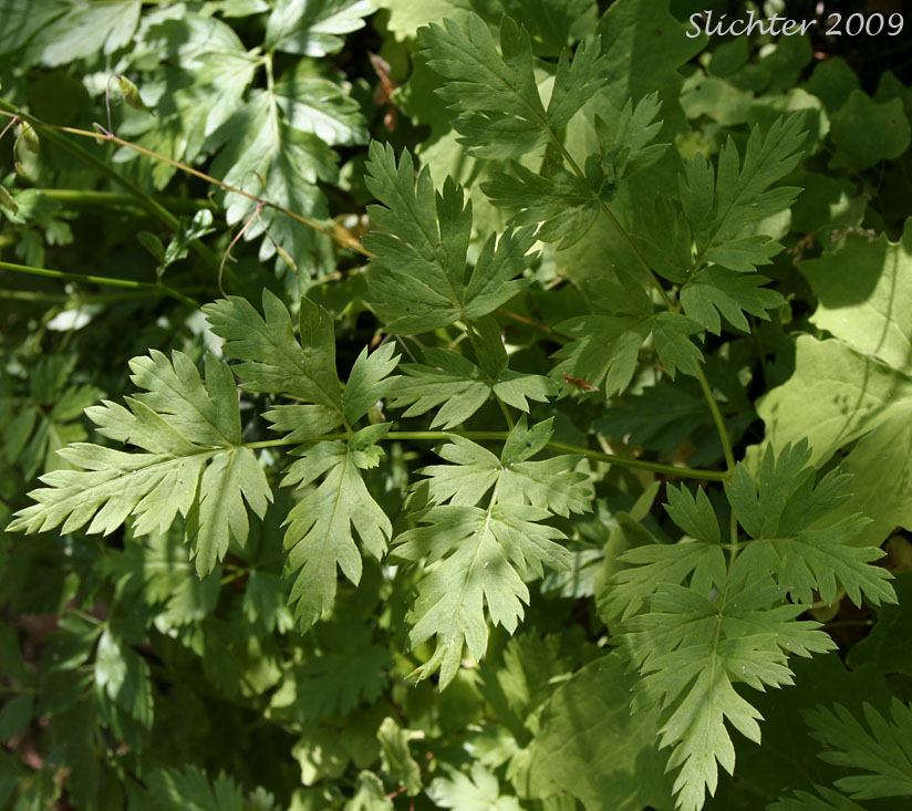 Leaf of Celeryleaf Licorice-root, Celery-leaf Licorice-root, Celery-leaf Wild Lovage, Celery-leaved Licorice-root, Celery-leaved Lovage, Parsley-leaf Lovage, Parsley-leaf Wild Lovage, Parsley-leaved Lovage: Ligusticum apiifolium (Synonym: Cynapium apiifolium)