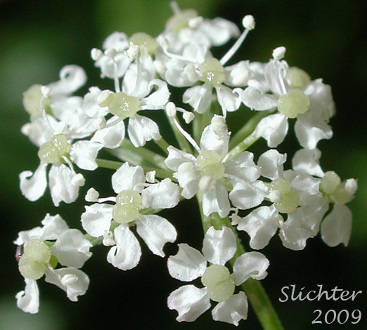 Involucel of Celeryleaf Licorice-root, Celery-leaf Licorice-root, Celery-leaf Wild Lovage, Celery-leaved Licorice-root, Celery-leaved Lovage, Parsley-leaf Lovage, Parsley-leaf Wild Lovage, Parsley-leaved Lovage: Ligusticum apiifolium (Synonym: Cynapium apiifolium)