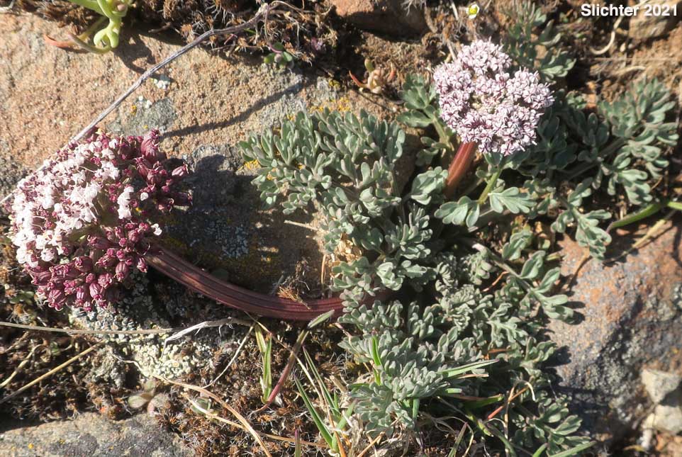 Canby's Biscuitroot, Canby's Desert-parsley, Canby's Desert Parsley, Canby's Lomatium, Chucklusa: Lomatium canbyi (Synonyms: Cogswellia canbyi, Peucedanum canbyi)
