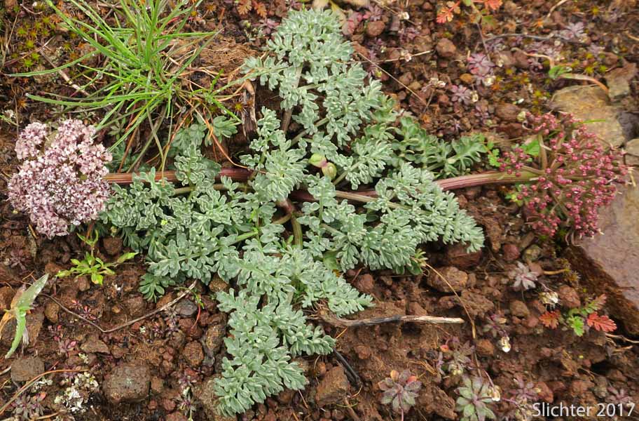 Canby's Biscuitroot, Canby's Desert-parsley, Canby's Desert Parsley, Canby's Lomatium, Chucklusa: Lomatium canbyi (Synonyms: Cogswellia canbyi, Peucedanum canbyi)
